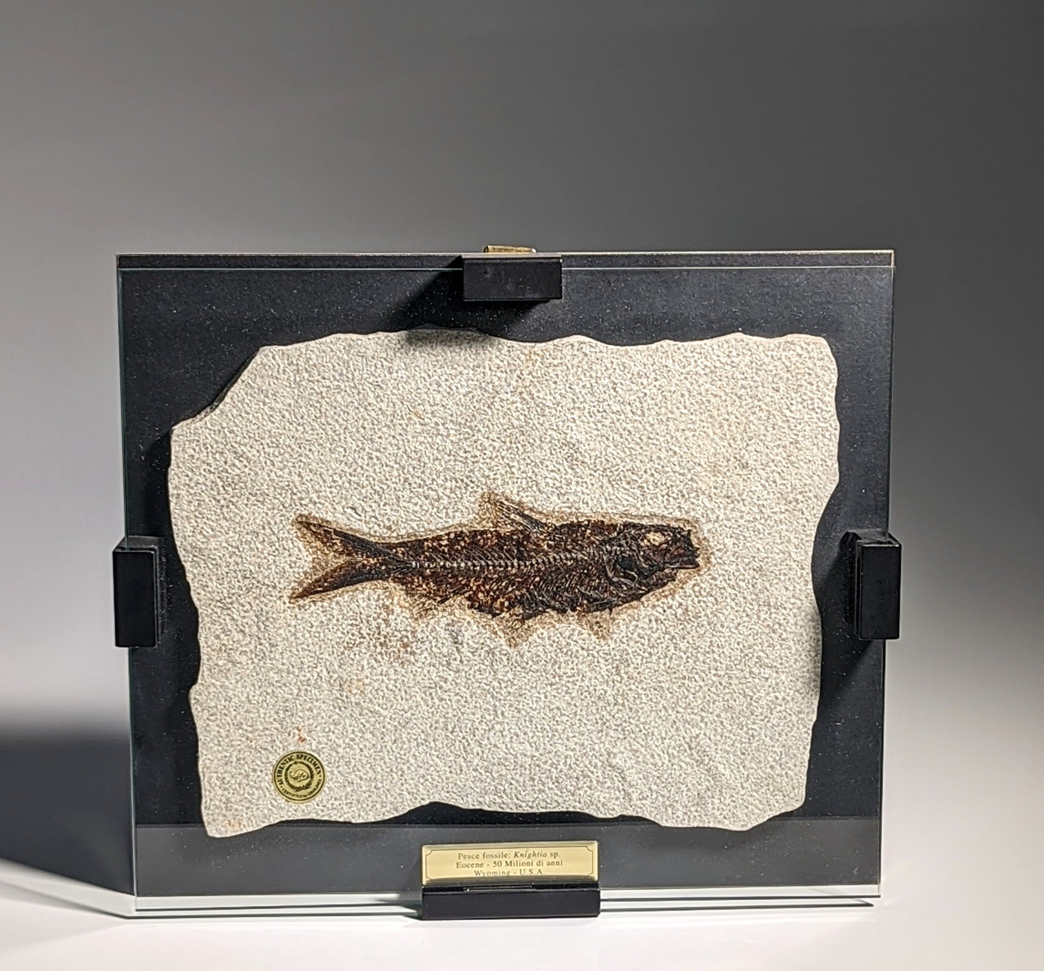 Certified Knightia Eoceana Framed Fossil Fish in Glass Frame Eocene Era