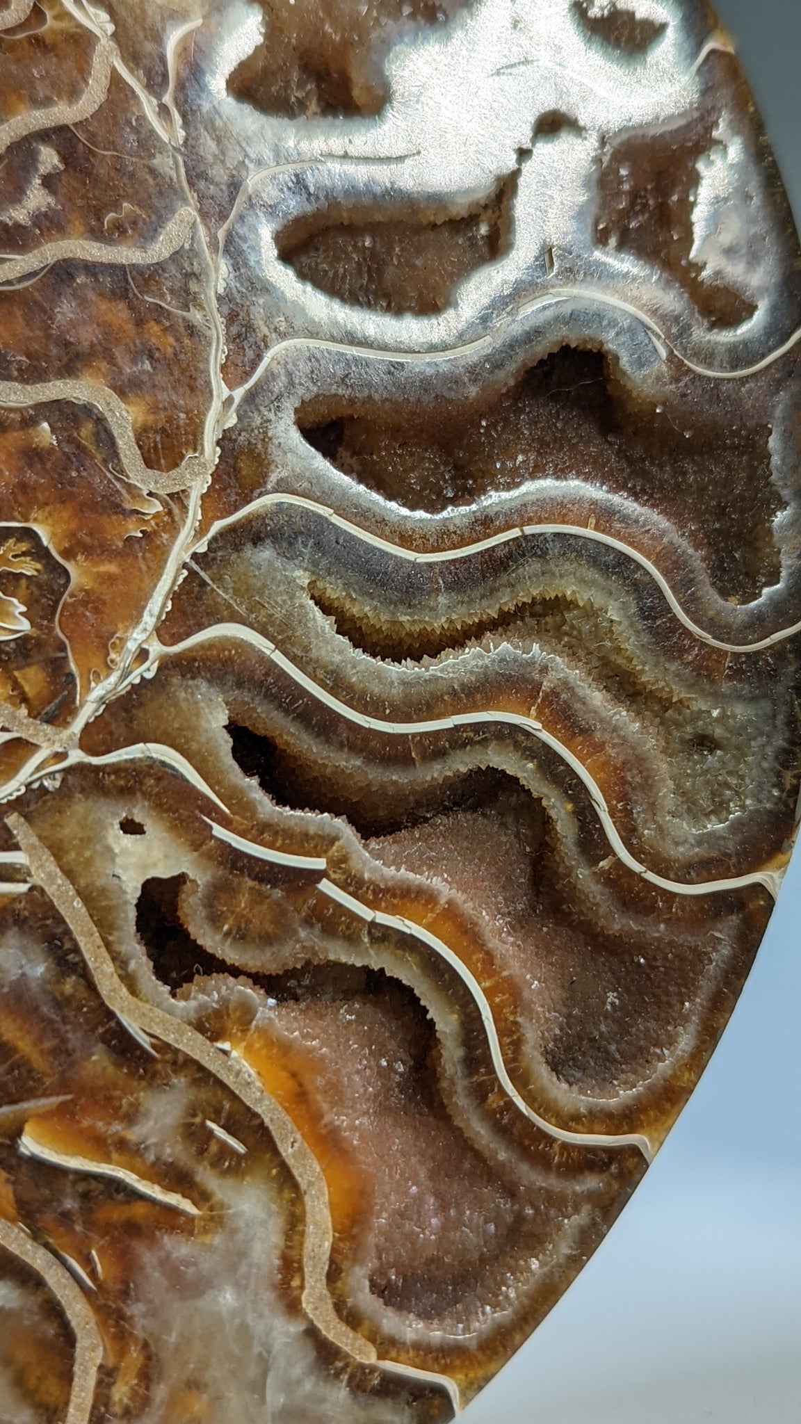 Ammonite (Morocco) Pair
