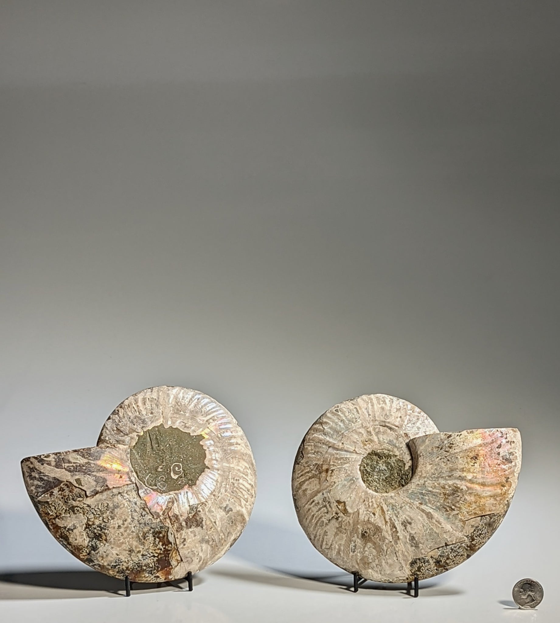 Ammonite (Morocco) Pair