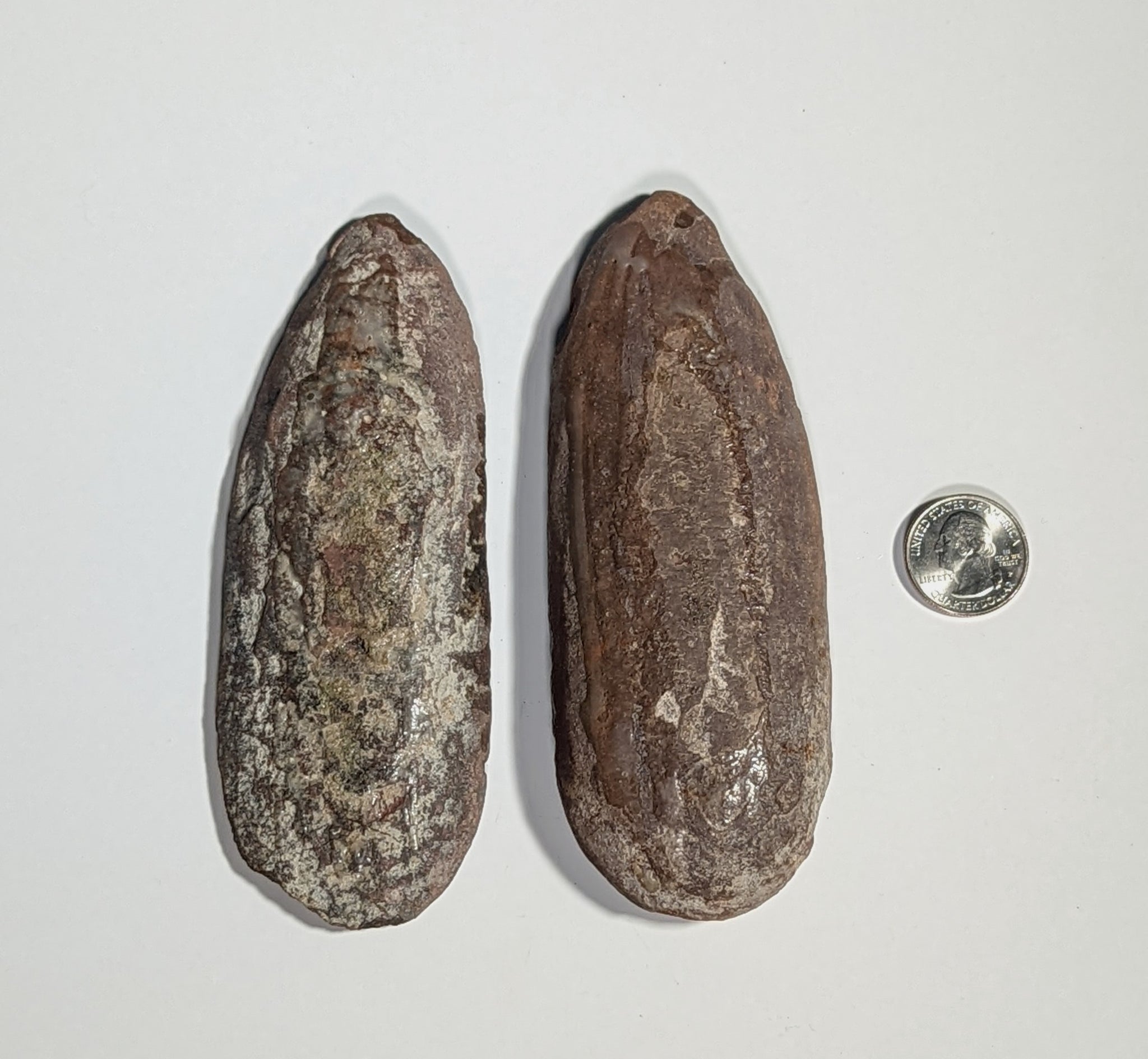 Pennsylvanian Fossilized Fern from Illinois