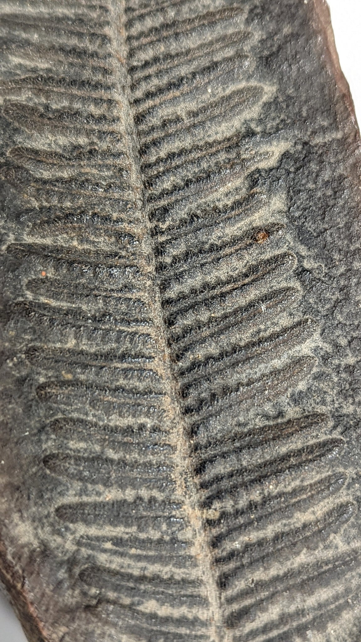 Pennsylvanian Fossilized Fern from Illinois