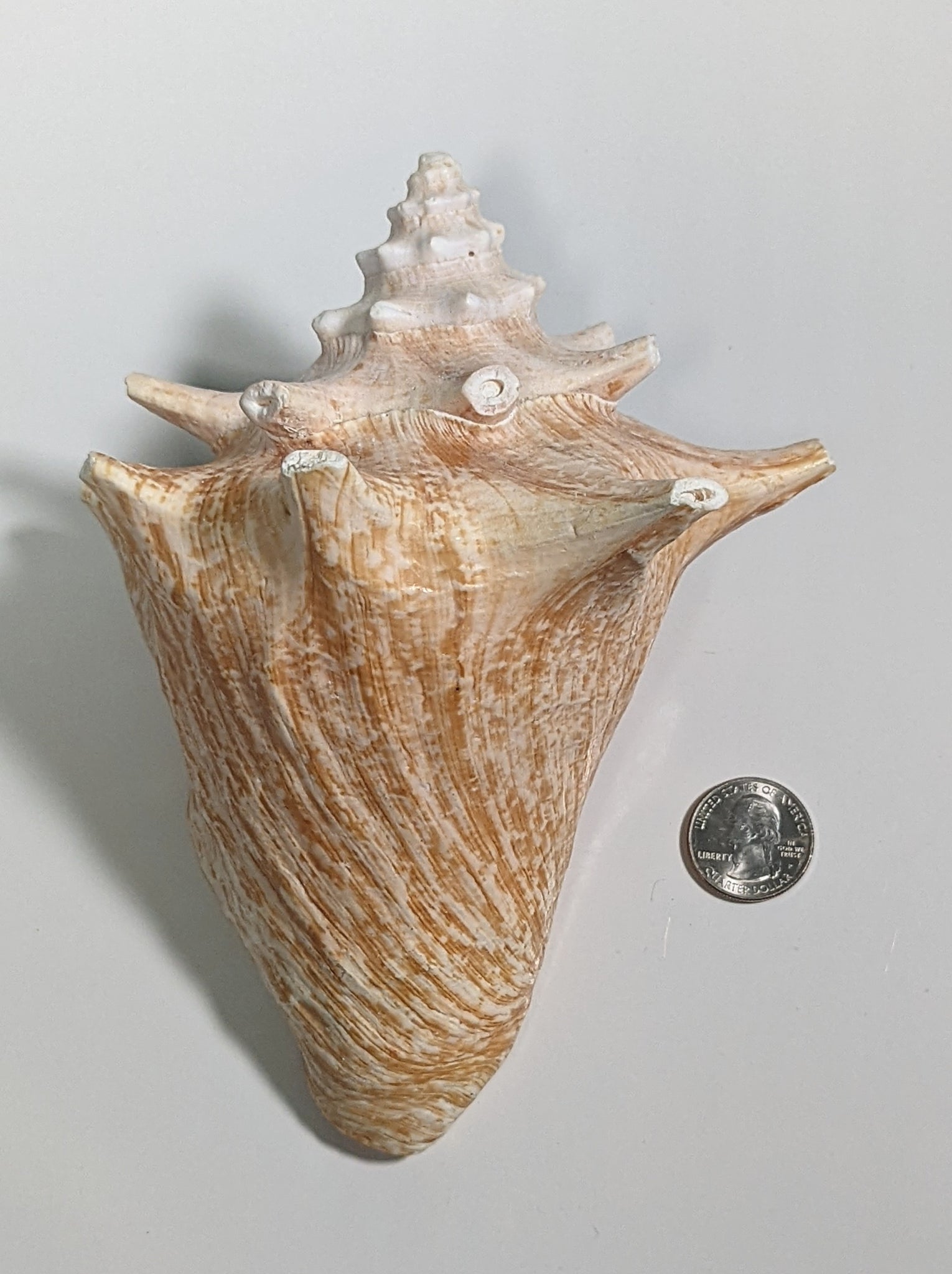 Florida Pink Conch Shell