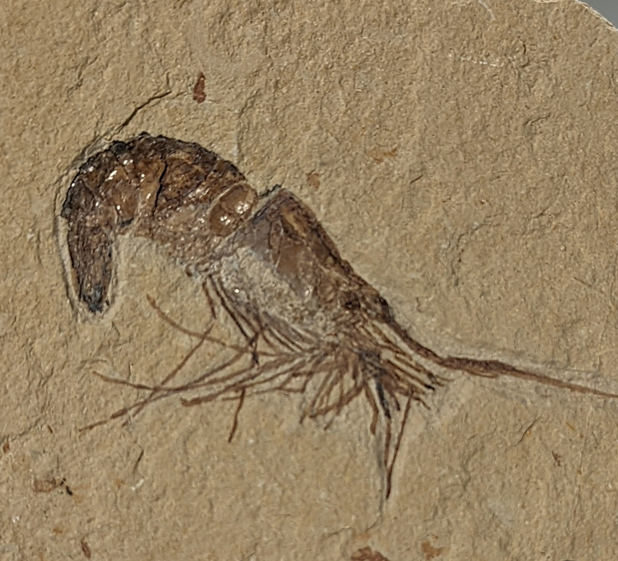 Shrimp Fossil