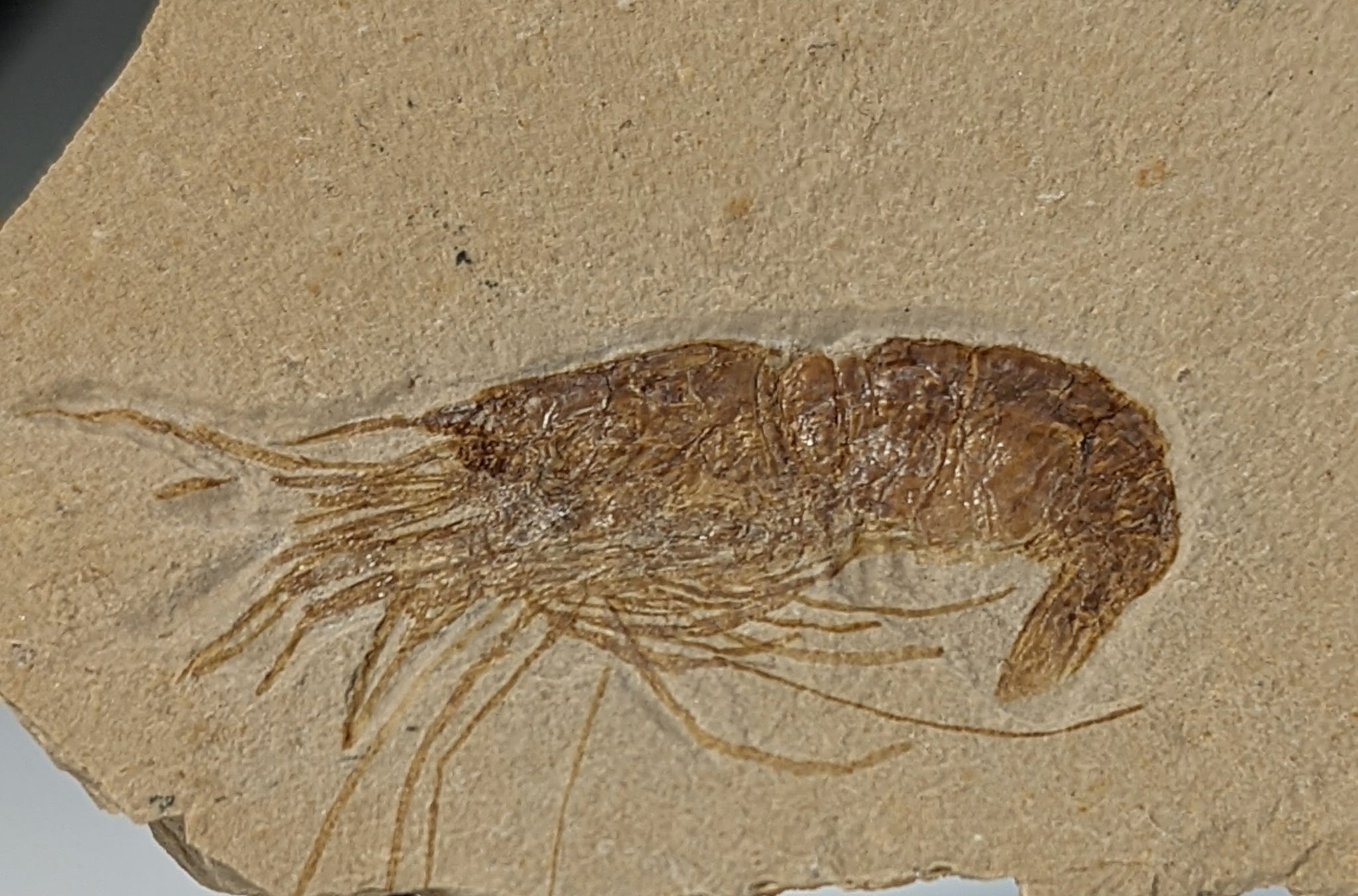 Shrimp Fossil