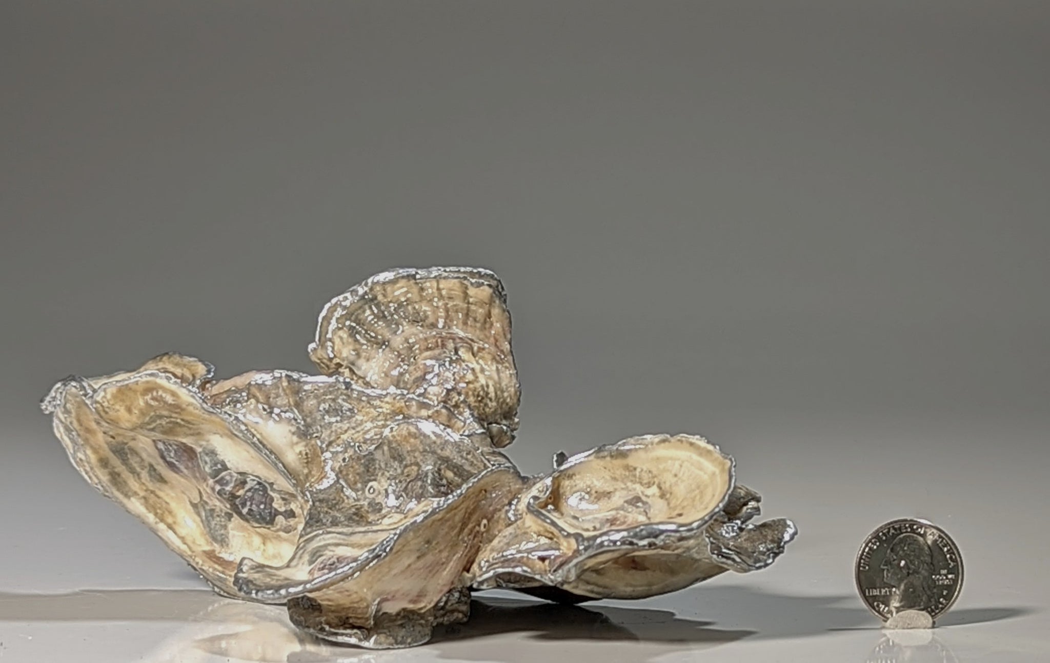 Lacquered Oyster Colony Cluster