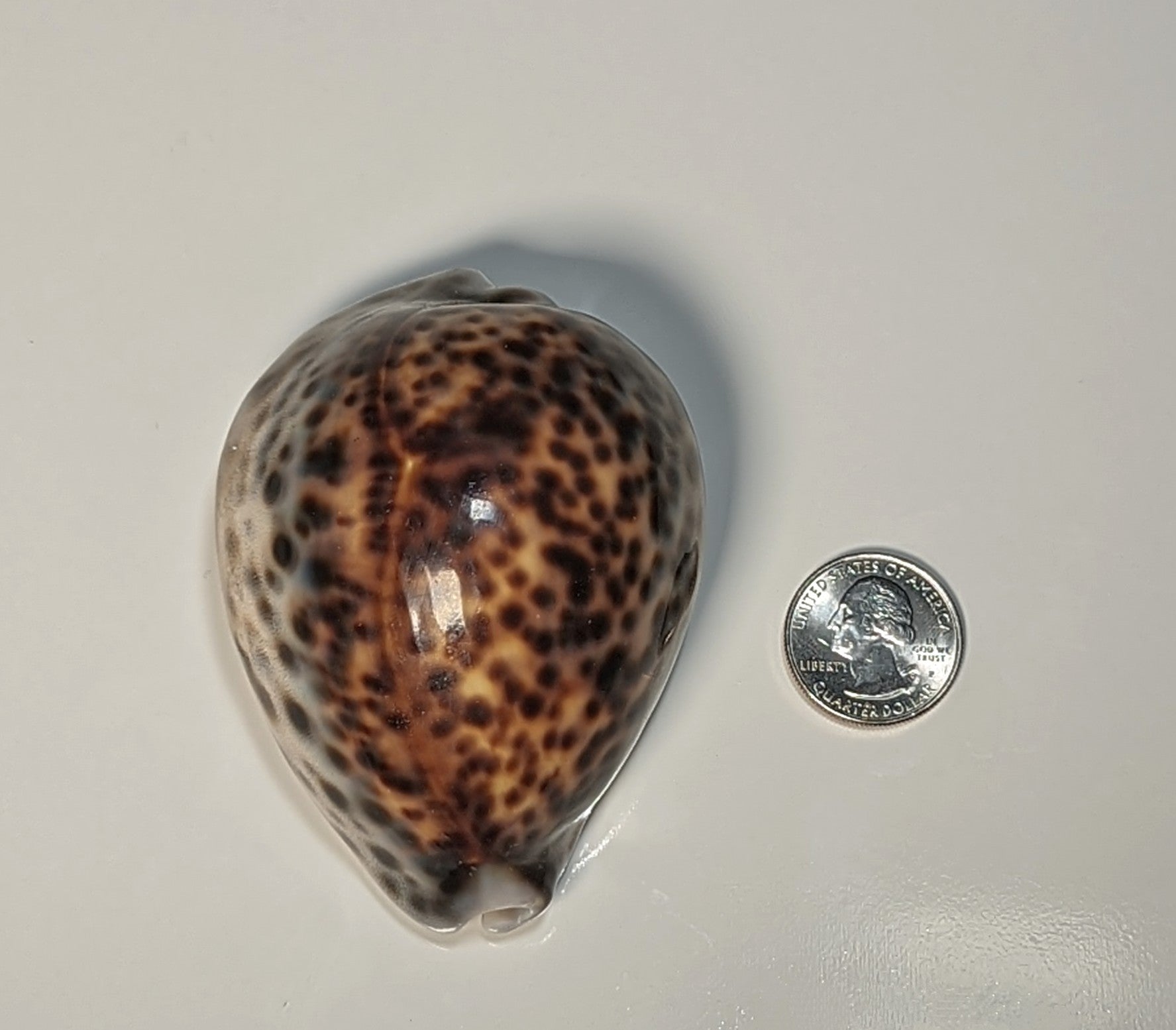 Cypraea Tigris Shell
