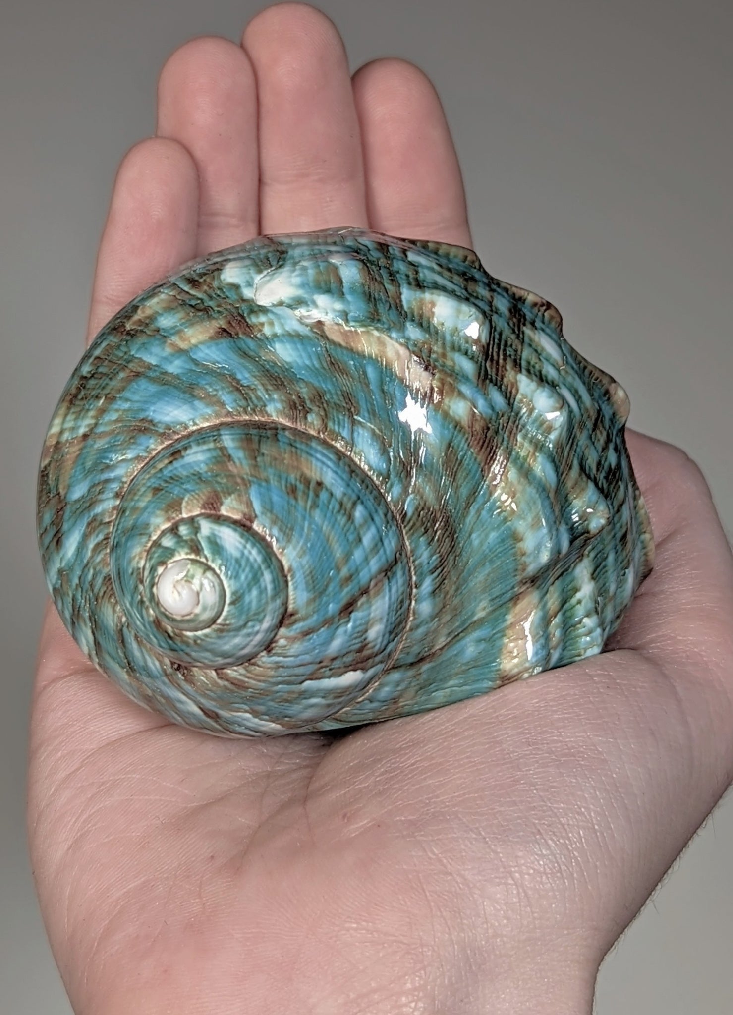 Blue Dyed Conch Shell