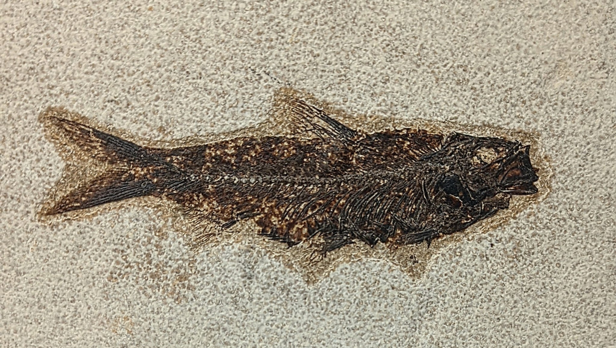 Knightia Eoceana Framed Fossil Fish
