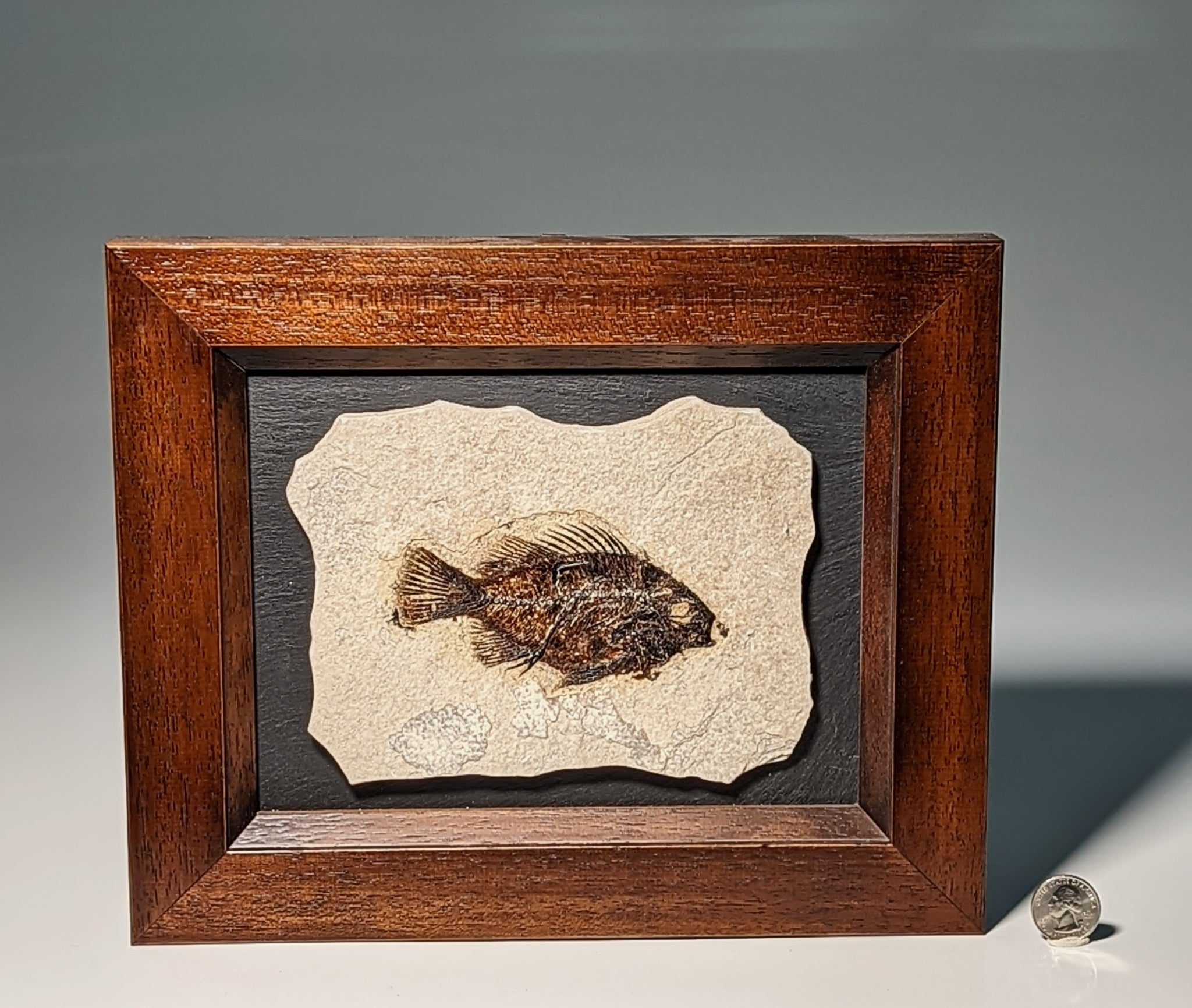 Cockerellite Eocene Framed Fish Fossil