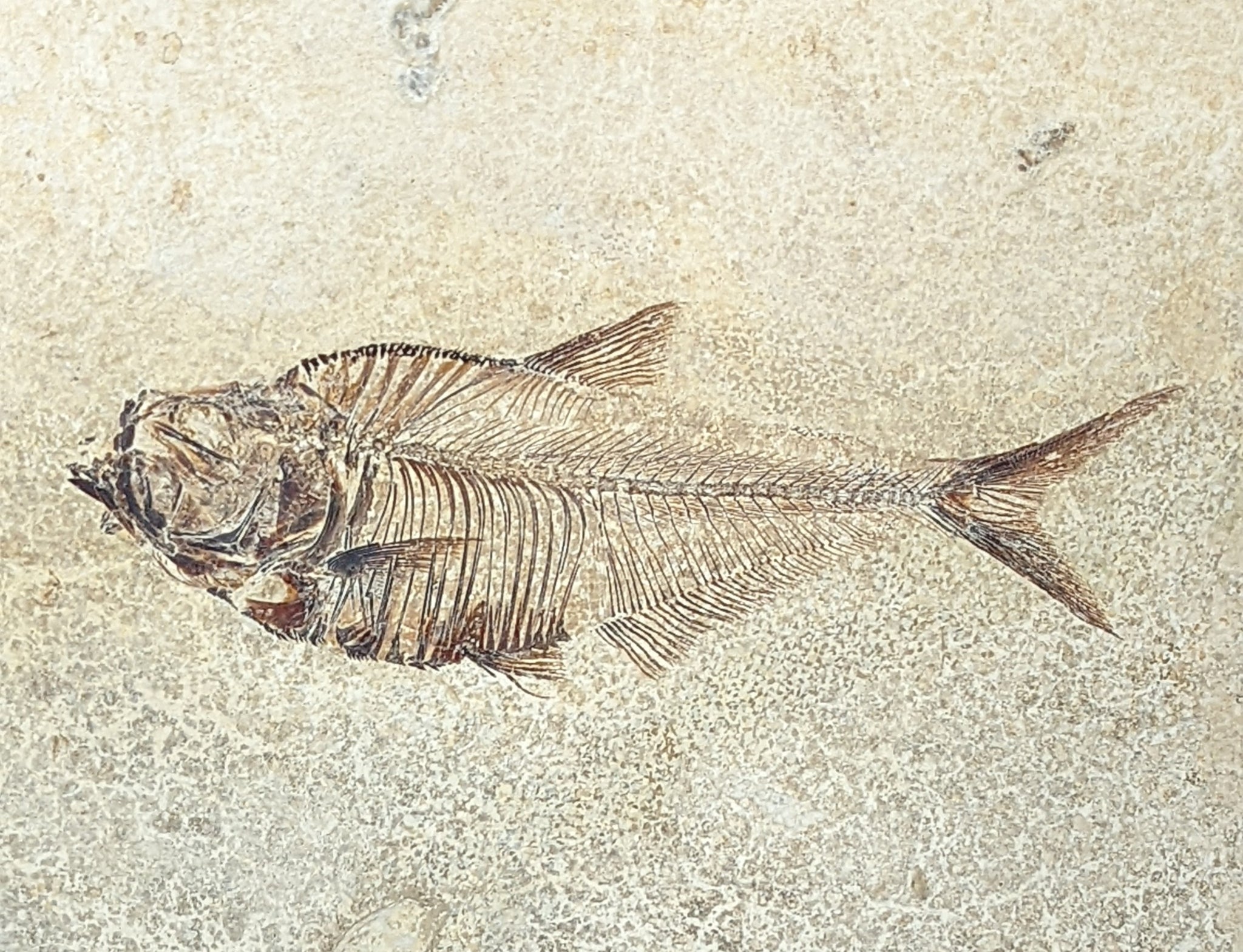 Diplomystus Dentataus Framed Fish Fossil