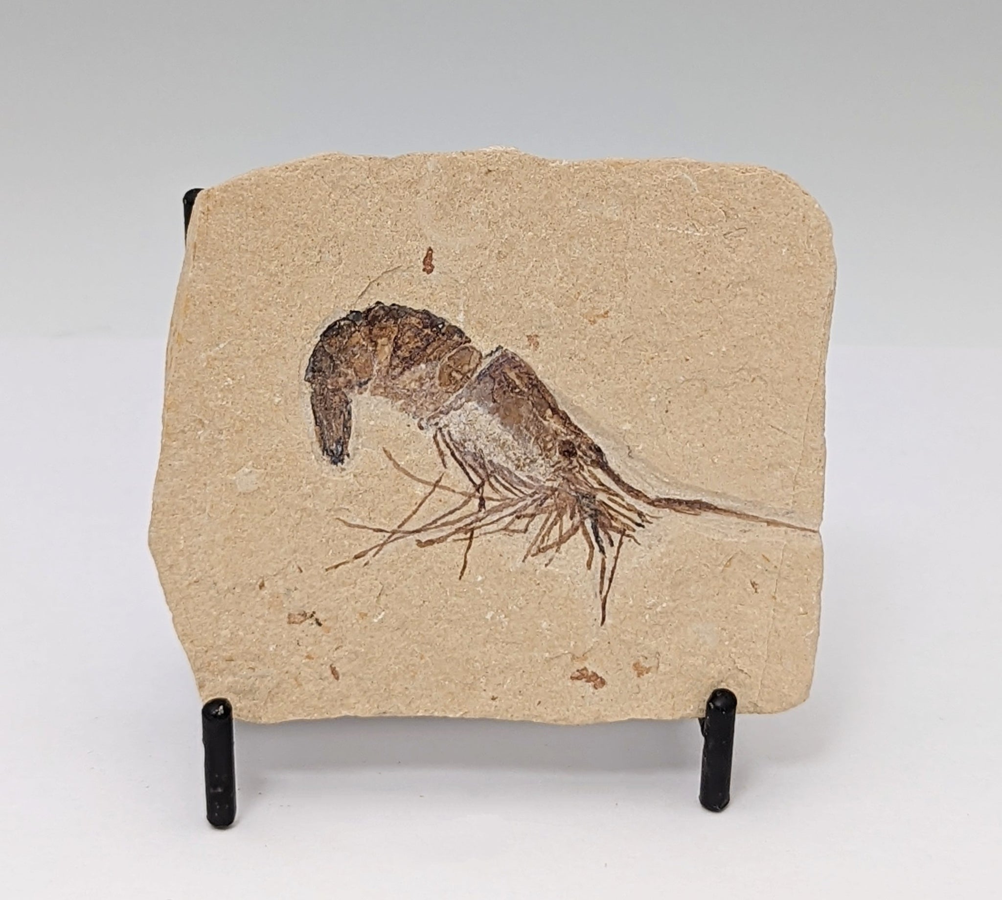 Small Cretaceous Era Detailed Moroccan Shrimp Fossil Slab