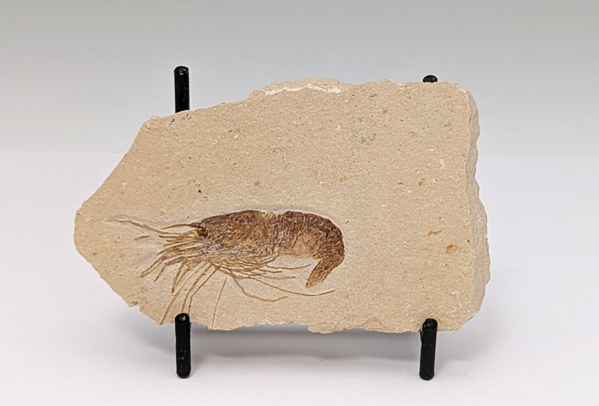 Small Cretaceous Era Detailed Moroccan Shrimp Fossil Slab 
